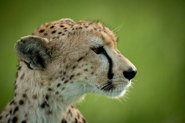 Close-up of cheetah sitting with blurry background — Stock Photo, Image