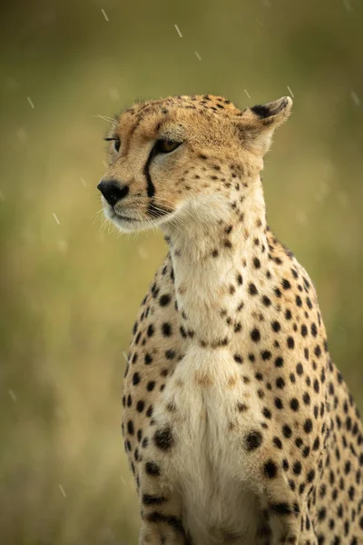 Close-up of cheetah sitting with raindrops falling — Stock Photo, Image