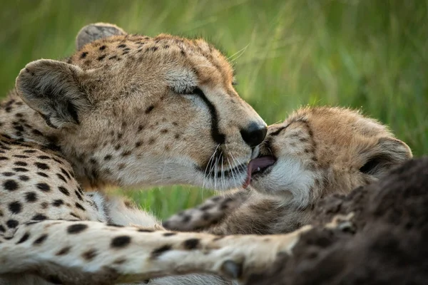 Close-up of cub licking cheetah in grass — Stok Foto