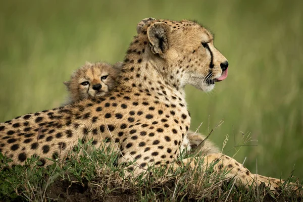 Gros plan du petit couché tête sur guépard — Photo