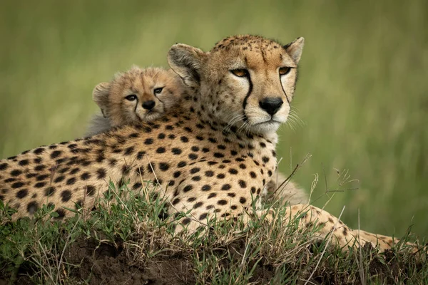 Close-up of cub on back of cheetah — Stock Photo, Image