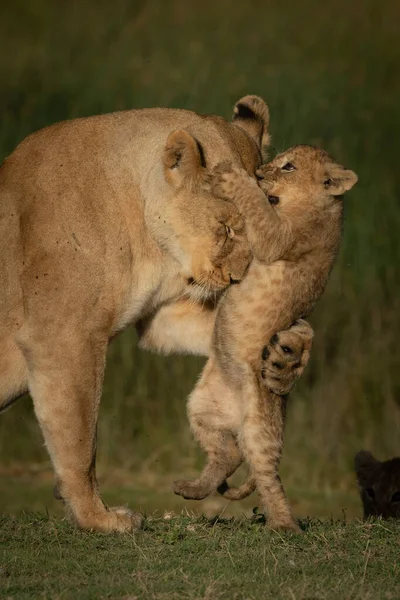 Gros plan du petit sur la lionne piquante de la jambe postérieure — Photo