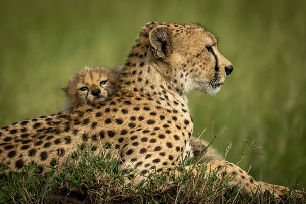 Close-up of cub resting head on cheetah — Stock Photo, Image
