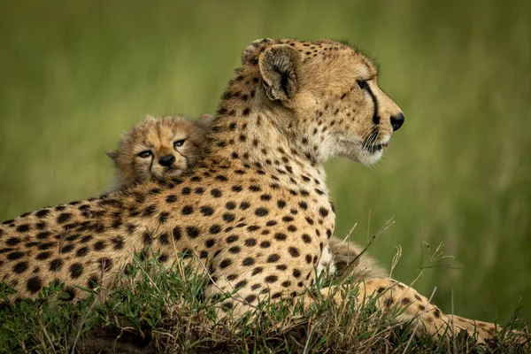 Gros plan du petit se reposant la tête sur le guépard — Photo