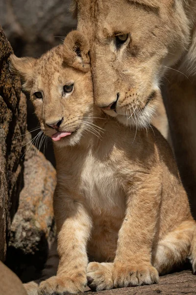 Close-up of cub sitting nuzzled by lioness — Stock Photo, Image