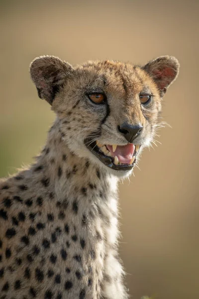 Close-up of female cheetah calling cubs — Stock Photo, Image