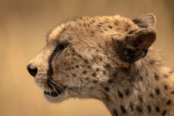 Close-up van vrouwelijke cheeta gezicht in profiel — Stockfoto