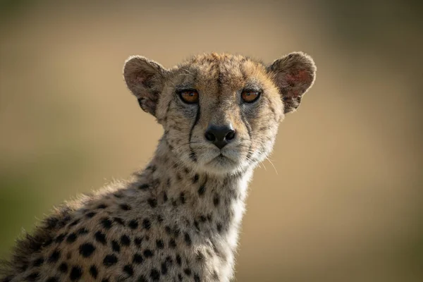 Zbliżenie gepardowego aparatu fotograficznego dla kobiet — Zdjęcie stockowe