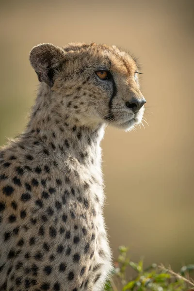 Close-up van vrouwelijke cheeta naar rechts gericht — Stockfoto