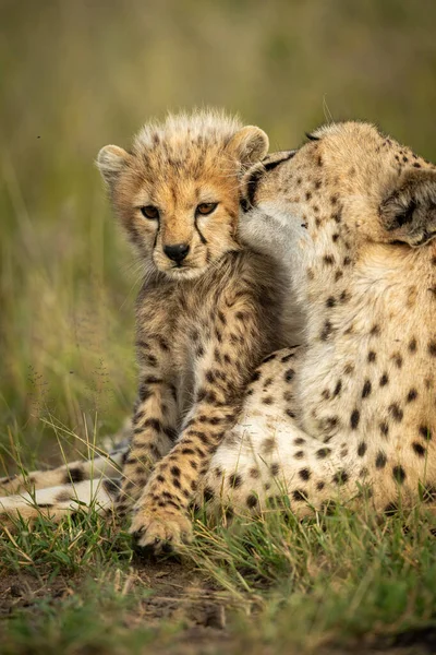 Close-up van vrouwelijke cheeta grooming jonge welp — Stockfoto