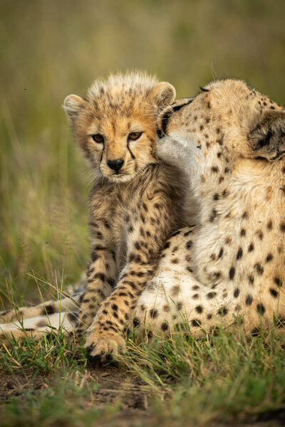 Close-up of female cheetah grooming young cub
