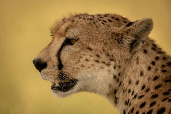 Close-up of female cheetah head and bokeh — Stock Photo, Image