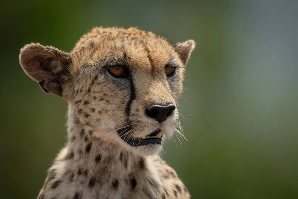 Close-up van vrouwelijke cheeta hoofd en schouders — Stockfoto