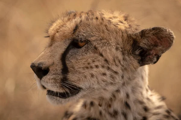 Detailní záběr ženské gepardí hlavy zatáčí doleva — Stock fotografie