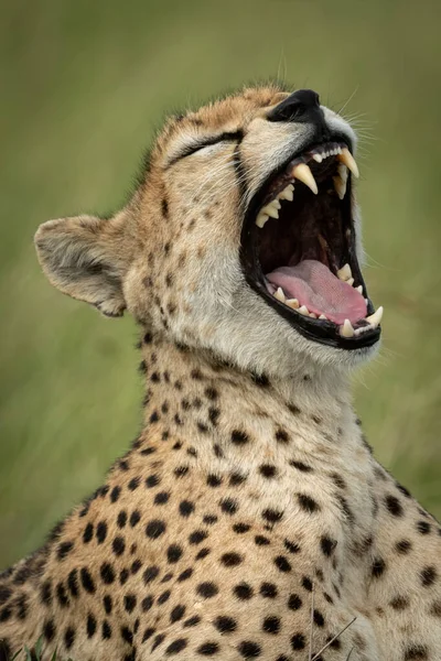 Close-up of female cheetah in grass yawning — Stock Photo, Image