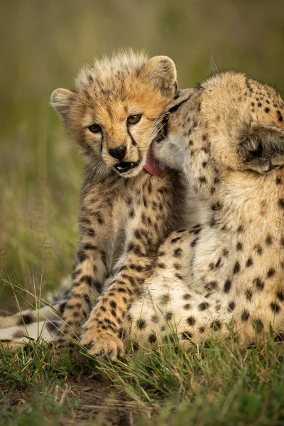 Close-up dari cheetah perempuan menjilati anaknya — Stok Foto