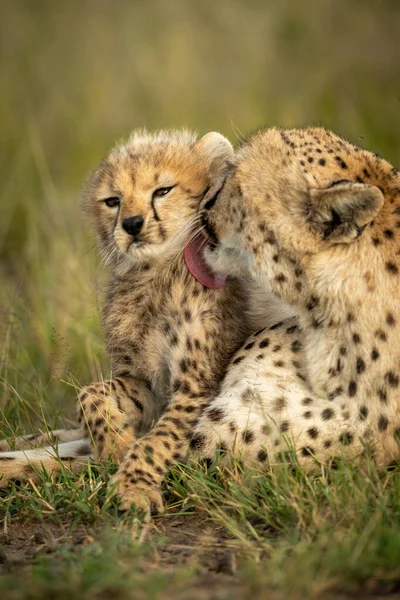 Primo piano di femmina ghepardo leccare giovane cucciolo — Foto Stock