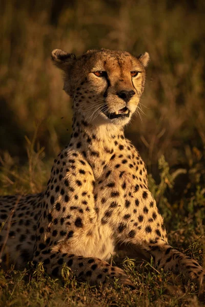 Primer plano del guepardo hembra acostado levantando la cabeza —  Fotos de Stock