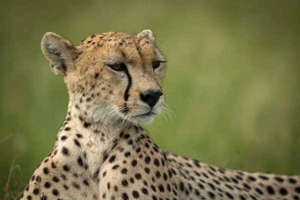 Närbild av kvinnliga gepard ligger stirrande rätt — Stockfoto