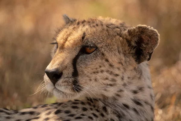 Close-up of female cheetah lying turning head — Stock Photo, Image