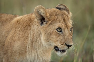 Aslan yavrusu omuzlarının ve kafasının yakın çekimi