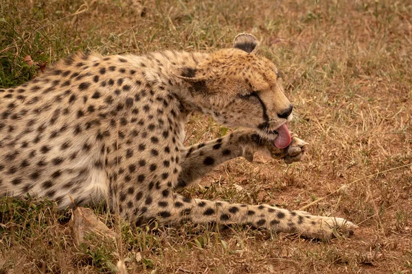 Close-up van vrouwelijke cheeta liggend likken poot — Stockfoto