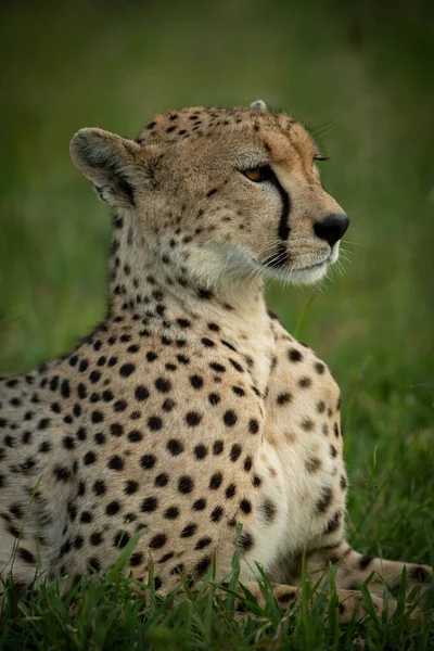 Close-up van vrouwelijke cheeta liggend op gras — Stockfoto