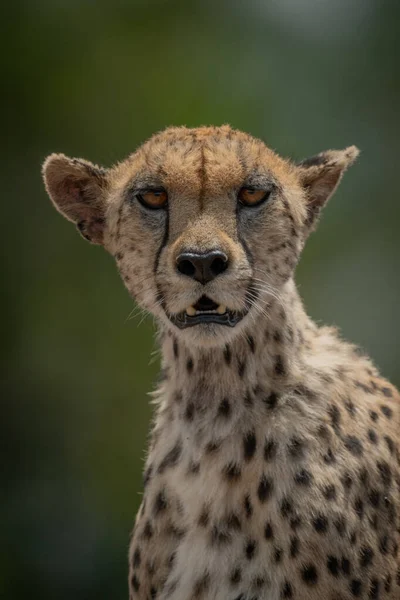 Close-up of female cheetah sitting eyeing camera — Stock Photo, Image