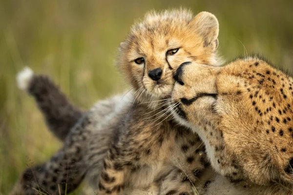 Gros plan de guépard femelle narguant jeune ourson — Photo