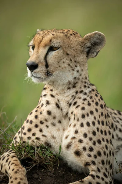 雌性猎豹躺在土堆上的特写 — 图库照片