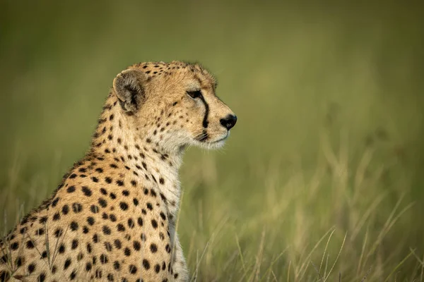 Close-up of female cheetah sitting in grassland — Stock Photo, Image