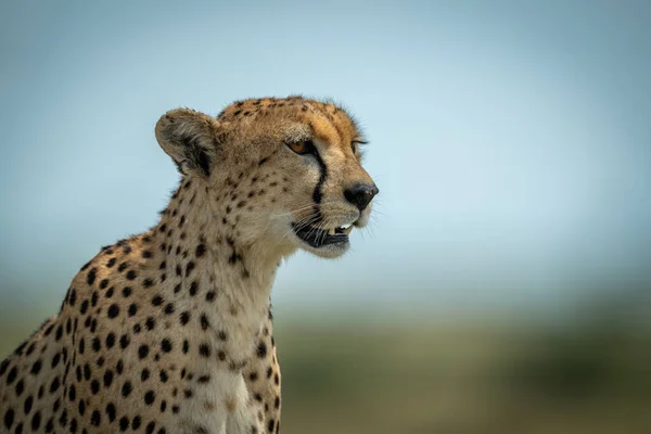 Close-up van vrouwelijke cheeta zit in profiel — Stockfoto