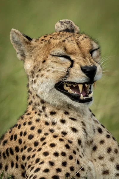 Close-up de chita fêmea bocejando na grama — Fotografia de Stock