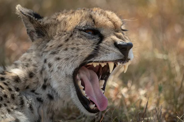 Крупный план самки гепарда зевающей на траве — стоковое фото
