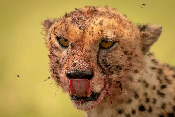 Крупный план мух, жужжащих вокруг кровавого гепарда — стоковое фото