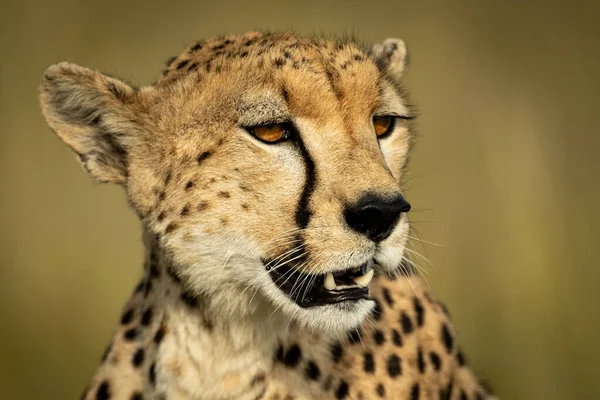 Close-up of head of cheetah looking right — Stock Photo, Image