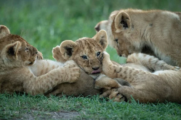 Primer plano de cuatro cachorros de león juegan a la lucha — Foto de Stock