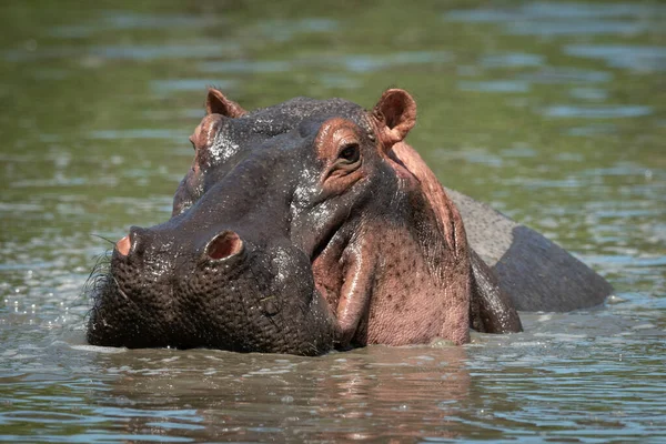 Gros plan de la caméra hippopotame dans la piscine — Photo