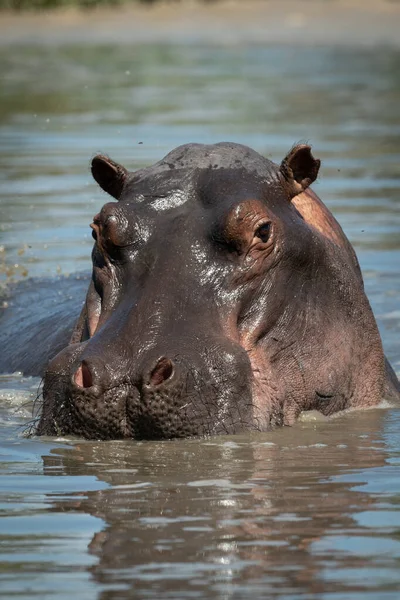 Close-up van de nijlpaard gerichte camera in de rivier — Stockfoto