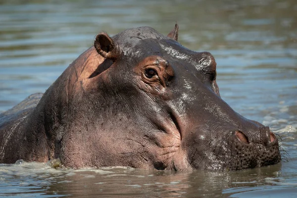 Primer plano de la cámara de observación de hipopótamos en el río —  Fotos de Stock