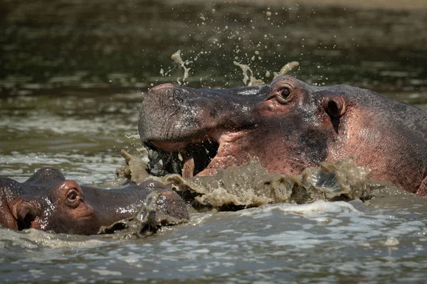 Close-up de hipopótamos salpicando no rio — Fotografia de Stock