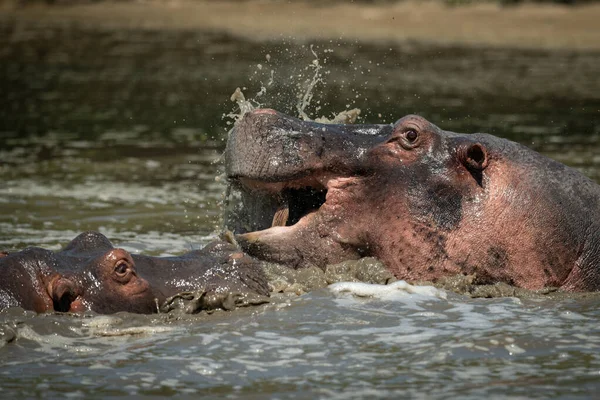 Primer plano de hipopótamos salpicando en el río — Foto de Stock
