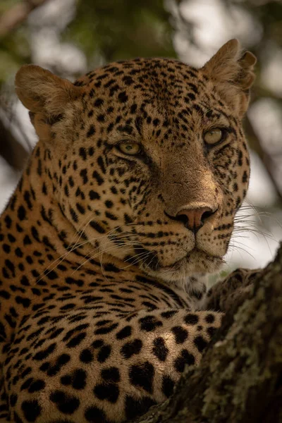 Close-up van luipaardkop op schaduwrijke tak — Stockfoto