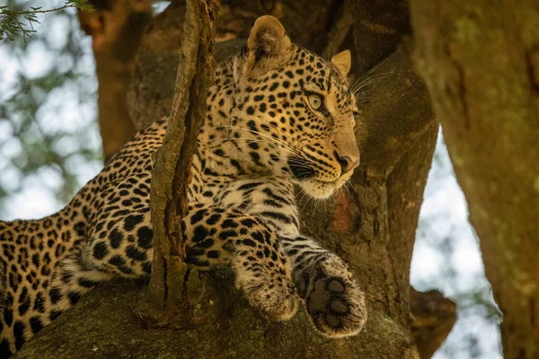 Közelkép a leopárdról a fán. — Stock Fotó