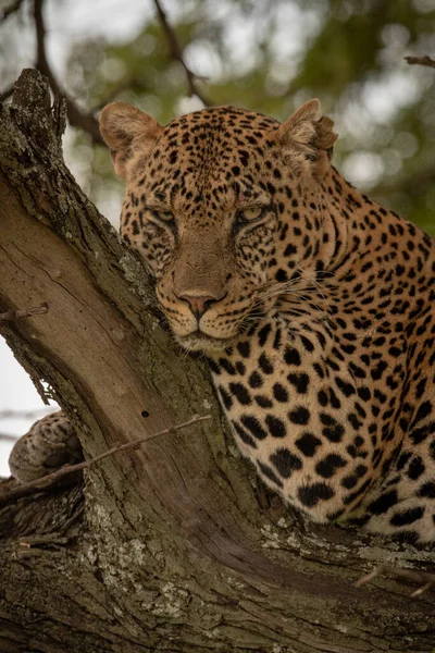 Close-up van luipaard leunend op boomtak — Stockfoto