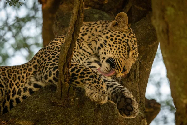 Close-up of leopard licking leg on branch — Stock Photo, Image