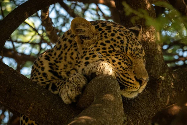 Close-up of leopard lying asleep in branches — Stock Photo, Image