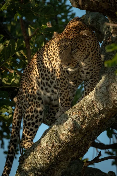 Close-up van de luipaard die naar beneden kijkt vanuit de boom — Stockfoto