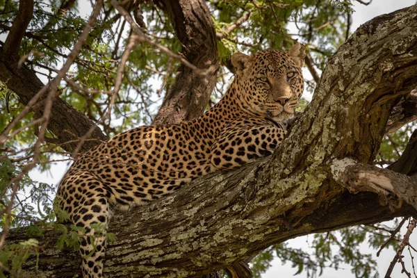 Крупним планом леопард лежить на лишайниковій гілці — стокове фото