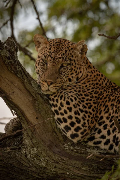 A leopárd közelsége az ágon lefelé néz. — Stock Fotó